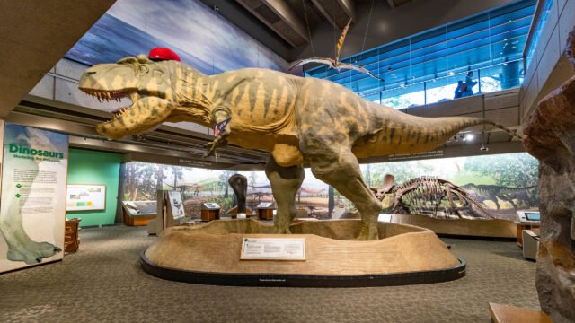 dino